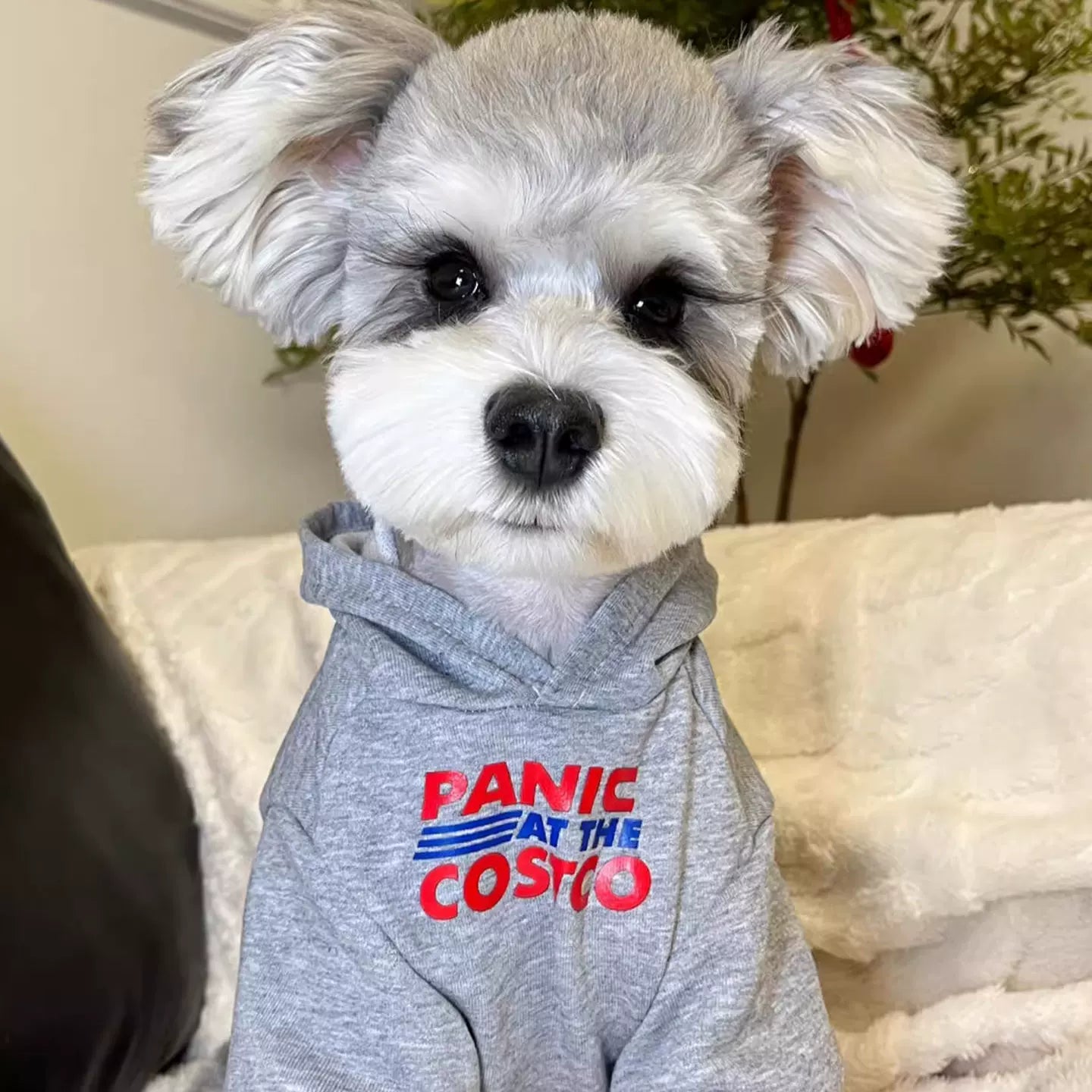 Fandszms | Soft Puppy Hoodie Sweatshirt for Small Dogs Cold Weather
