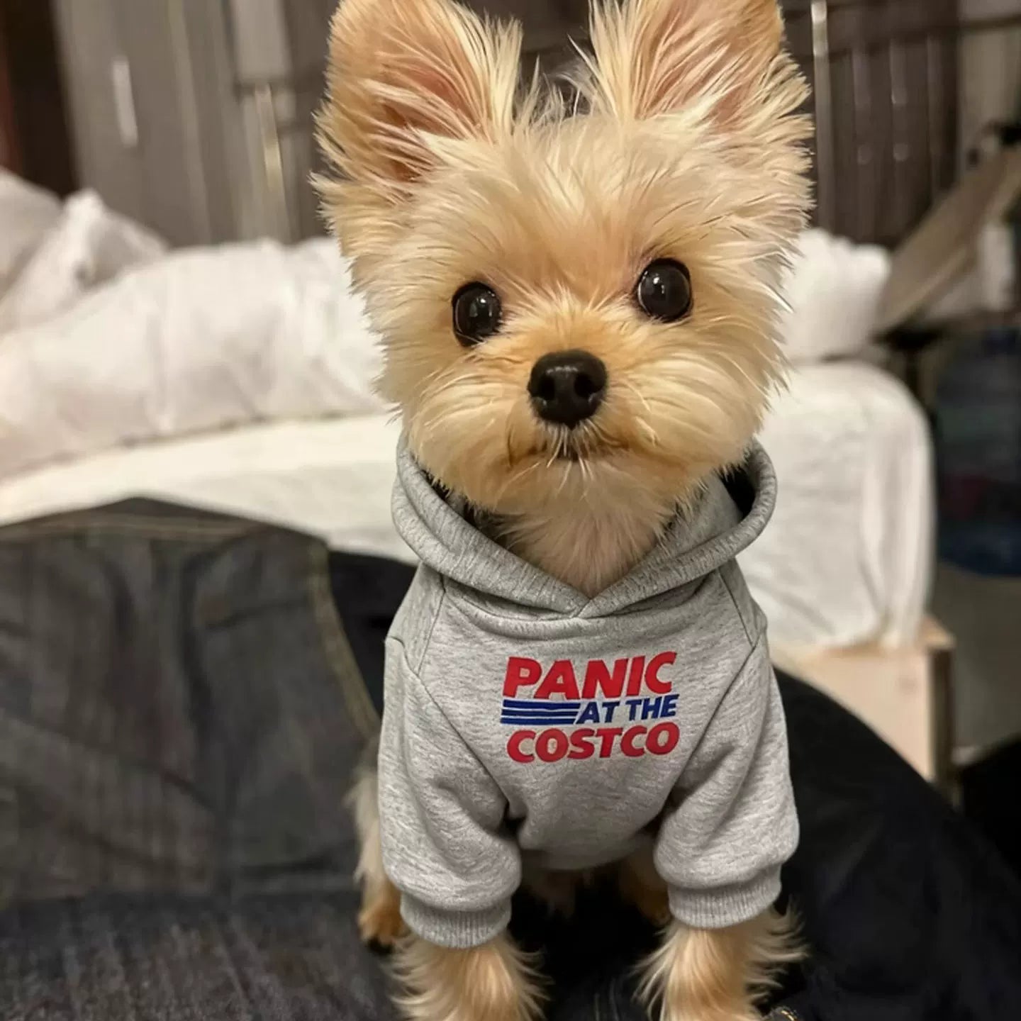 Fandszms | Soft Puppy Hoodie Sweatshirt for Small Dogs Cold Weather