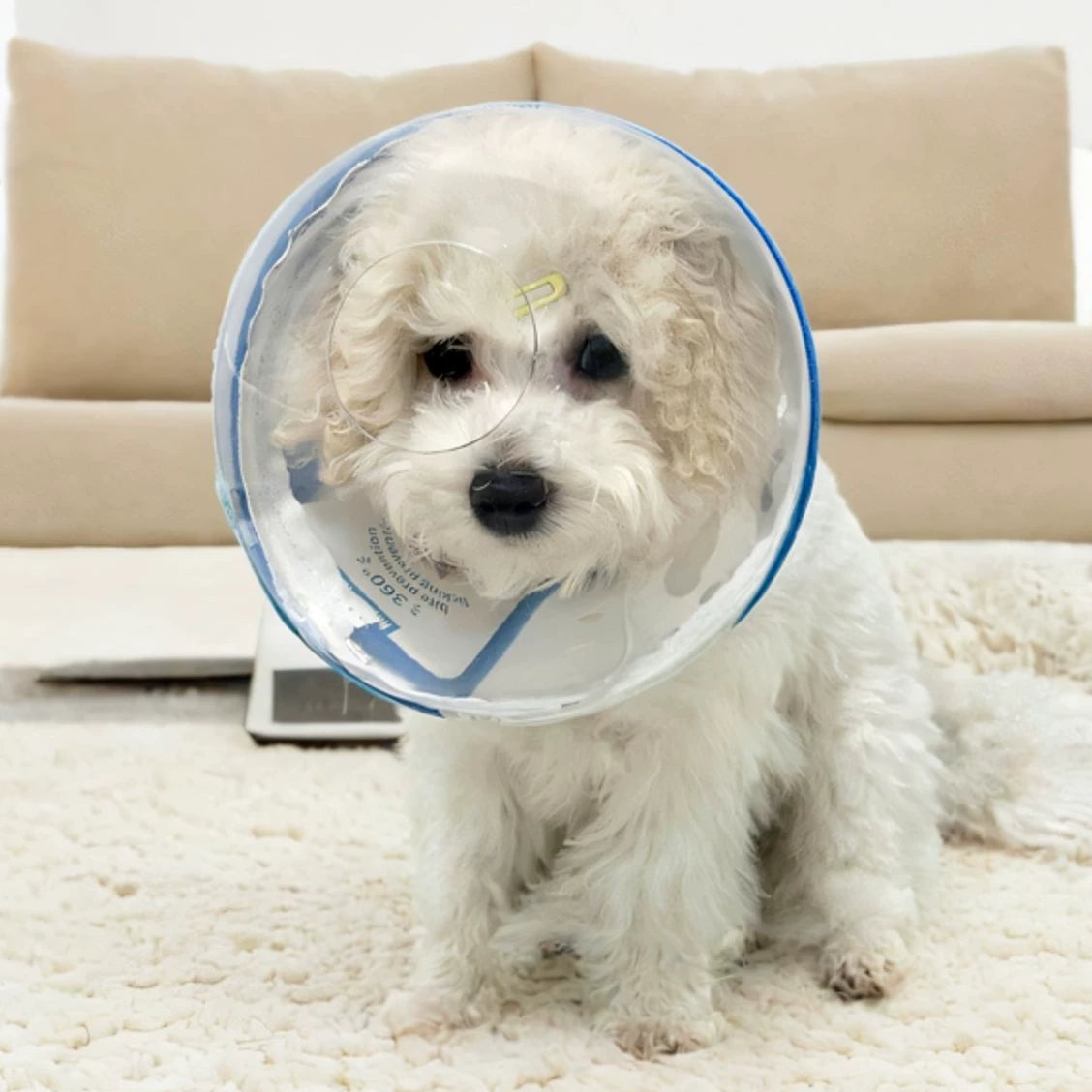 Fandszms | Protective Dog Hood Cone Collar for Anti-Licking and Anti-Biting