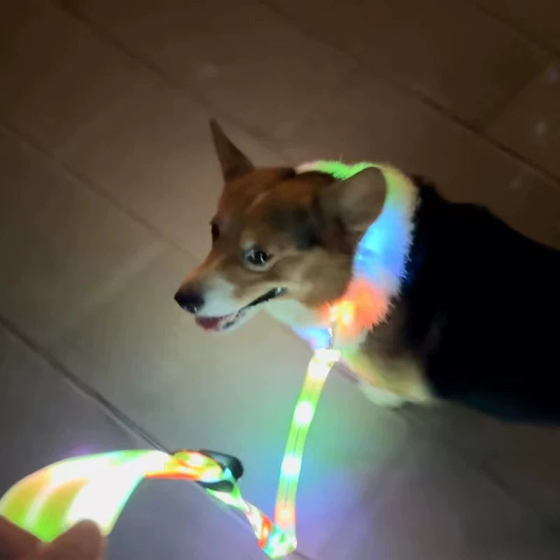 Fandszms | LED Glowing Dog Collar for Night Walking and Outdoor Visibility